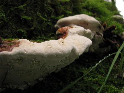 Bewolkt weer. Canon Powershot S5, geen statief maar pittenzakje