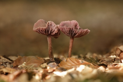 In welk groeistadium fotografeer je een paddenstoel. Elk stadium is mooi, maar je let vooral op de vorm, de harmonie, de compositie en het licht. En dan mag het van mij heel een vroeg of zoals in dit geval een laat stadium zijn. Meer paddo's op www.bartfotografie.eu