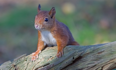 Gisteren even naar mijn boshutje geweest en deze Eekhoorn liet even zien dat hij er ook was.