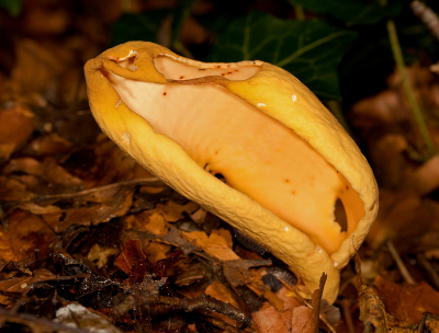 in het landgoed vosbergen barst het van de paddenstoelen en in deze enorme, berg ,vond ik een varkensoor
nog nooit een gezien dus was het erg welkom zal ik maar zeggen.............:)