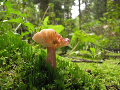 Bewolkt weer, niet zoveel licht onder de bomen. Pittenzak gebruikt als ondersteuning camera.