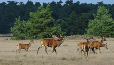 Tijdens een workshop fotografie deze opname gemaakt. De herten lieten zich goed zien en je ziet "het baasje" zwaaien met zijn "Edele hert delen" om indruk te maken op de aanwezige dames.