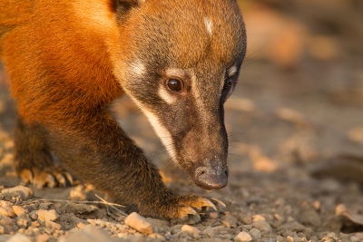 Een drieluik van deze mooie rode neusbeer. In de Pantanal zijn ze vrij schuw maar op een vroege ochtend terwijl we langs de transpantaneira geparkeerd stonden om te fotograferen scharrelde deze neusbeer op ons af en passeerde ons op een paar meter.