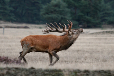 Temidden van vele andere fotografen op de Hoge Veluwe, helaas nogal bewolkt weer. Toch een paar mooie plaatjes kunnen schieten.