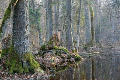 <i class='fa fa-user'></i> Rypke Zeilmaker | Bialowieza laaglandoerbos met eik linde en noorse spar  <i class='fa fa-eye'> 298</i>   <i class='fa fa-comment-o'> 7</i>