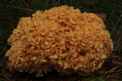 Gevonden langs fietspad vanaf statief met 100 mm Macro lens