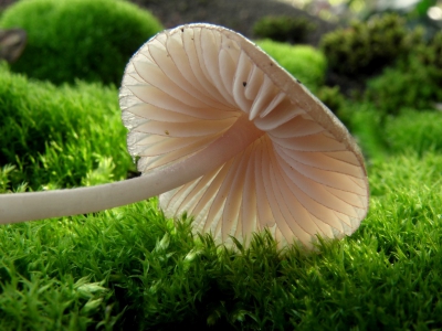 Deze mycena lag op het mos in de tuin. Waarschijnlijk met een  dennenappel meegekomen