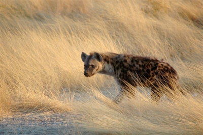's Morgens vroeg opgestaan om als eerste de poort van de camping uit te rijden en het park in te gaan voor een 'early morning game-drive'.
Na wat zebra's, spiesbokken en hartebeesten tussen de struiken te hebben gezien reden we de grote vlakte op. 
Na ongeveer 15 minuten zagen we in de verte een groepje hyena's. Iedereen begon opgewonden te fluisteren en foto's te maken, maar daarvoor waren ze eigenlijk te ver weg. Toen spotte ik op een paar honderd meter voor de truck nóg 3 hyena's. Deze volgden de weg, en we hadden ze in no-time ingehaald. Een klein kwartier reden we naast en achter ze en konden we ze van heel dichtbij bekijken. Daarna liepen ze de vlakte op en verdwenen ze uit zicht.