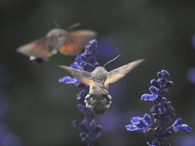 Soms is het druk met systematisch grazende kolibrievlinders. Schat dat er nu in totaal zo'n 10 zijn.