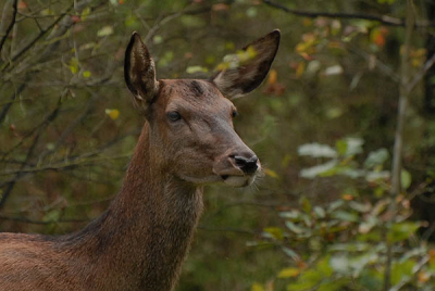 vanuit de auto langs de weg opgenomen 
was een geluks treffer ,de hinde bleef staan