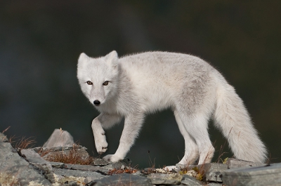 Vulpes lagopus / Poolvos / Arctic fox Vulpes lagopus / Poolvos / Arctic fox