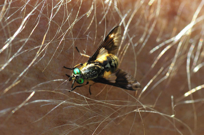 Op  deze dag zaten wij in de tuin koffie te drinken, toen mijn dochter deze vlieg (zweefvlieg) op haar kleding ontdekte; snel mijn fototoestel gepakt.
Tijdens het scherpstellen vloog hij weg en ging op mijn arm zitten.
Buitenkansje nietwaar, snel de foto gemaakt en als blijk van ongenoegen werd ik zeer pijnlijk in mijn arm gestoken
De bult bleef een paar dagen en de foto voor altijd.
Maar wat is het voor een vlieg??? Wie kan het mij vertellen?