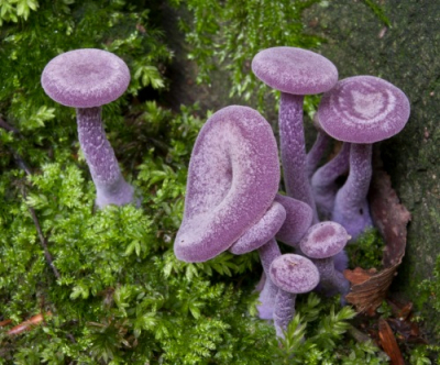 Zag onderaan de boom dit stelletje staan, verder heb ik ze niet gezien in het bos