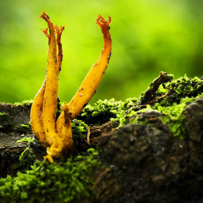 Op een stronk van een omgevallen denneboom zag ik dit kleverig koraalzwam. Ik moest tegen het licht in fotograferen omdat aan de andere kant een lelijke witte plek zat.