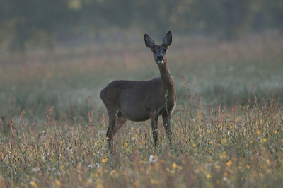 's morgenvroeg kwam deze ree nietsvermoedend naar me toe lopen zonder dat zij me gezien had.
Mijn camera ratelde een poosje totdat ze lucht van me kreeg en blaffend terug liep.