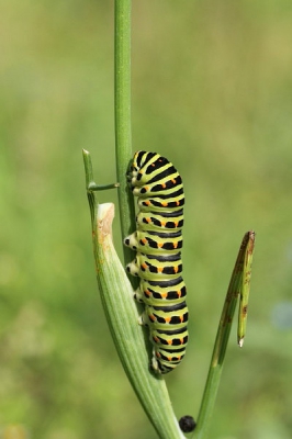 Deze koninginnenpage-rups deed zich tegoed aan de kruiden in een moestuintje in Wageningen. Deze plant was inmiddels bladloos. Leuk detail vind ik het keuteltje dat de rups heeft gelegd.