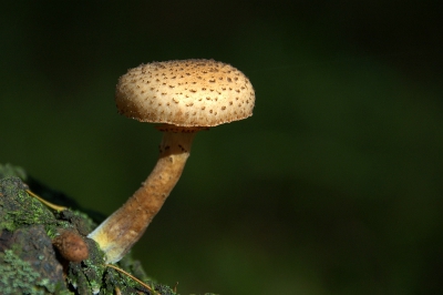 nog een foto uit de serie "wandeling achter Beekhuizen ". dit enkeltje stond precies in een bundeltje zonlicht , wat een spotlicht achtig effekt geeft .