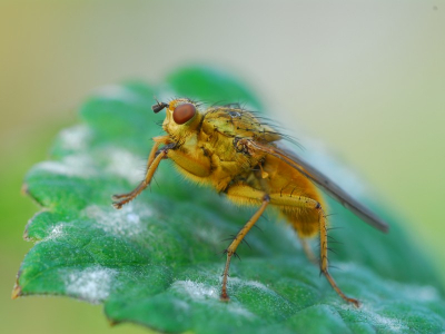 In eigen tuin genomen.
Op m,n knieen achter de camera op statief.
Geen idee wat voor soort vlieg dit is.