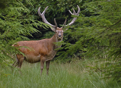 tydens een wandeling kwam ik een groep edelherten tegen dit is er eentje van erg mooi met bastgewei 
het is een oud edelhert .