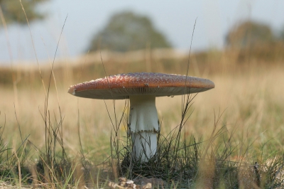 Een heerlijke nazomermiddag.
Zeer dicht op de grond en door het hoge gras heen gefotografeerd.