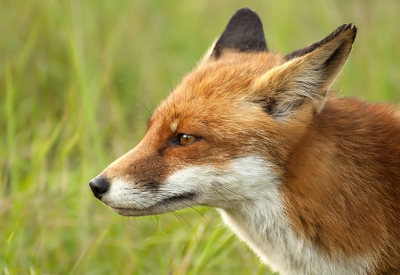 Het was een zonnige dag. Samen met een vriend van mij hebben we kunnen genieten van deze prachtige vos in de AWD.  Ik weet dat er veel foto's van vossen uit de AWD op NP geplaatst worden, maar voor mij blijft het mijn lievelingsdier en ik vind het ook leuk dat we bijna rond dezelfde tijd als vorig jaar weer een vos konden spotten.  Ik heb deze foto gemaakt op een pad met een laag standpunt op ongeveer 20-30 mtr.