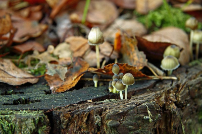 Tijdens mijn wekelijkse zondagochtend wandeling ging ik dit keer op zoek naar paddestoelen. Op een boomstam zag ik dit groepje, ik weet niet of ik ze de juiste naam heb gegeven.