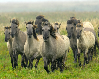 Toch wel indrukwekkend als je zulk een kudde paarden op je af ziet komen!