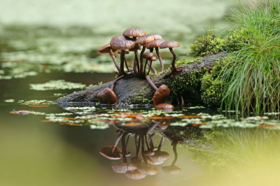 Mijn dochter tipte me tijdens een herfstwandeling voor een groepje kwijnende paddenstoelen. Normaal niet fotogeniek, maar deze omstandigheden waren heel apart. Soort onbekend dus.