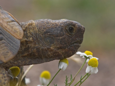 <i class='fa fa-user'></i> luc hoogenstein | Moorse Landschildpad  <i class='fa fa-eye'> 369</i>   <i class='fa fa-comment-o'> 3</i>