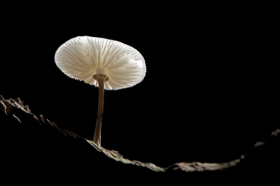 Tijdens het geven van een workshop, was het thema, fotografeer een paddenstoel een surialistisch. Bij mij kwam deze Porceleinzwam op een vreemde planeet te staan.