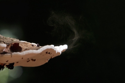 Als je zo lekker op 1 plek aan het fotograferen bent en het licht draait om je heen, dan valt je oog zomaar op een natuurverschijnsel. Het uitwaaieren van sporen. Nog best lastig vast te leggen.