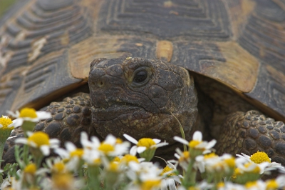 <i class='fa fa-user'></i> luc hoogenstein | Moorse Landschildpad  <i class='fa fa-eye'> 418</i>   <i class='fa fa-comment-o'> 8</i>