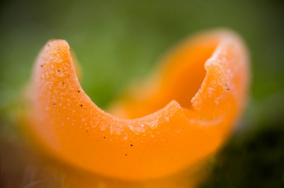 Mij was een grote oranje bekerzwam (Aleuria aurantia) beloofd op een begraafplaats in Groningen. Volgens de foto van de waarnemer met een diameter van algauw een decimeter. Na lang zoeken vond ik echter alleen een drietal exemplaren van ongeveer anderhalve centimer. Wel was in de nabijheid daarvan een vierkante plag verwijderd ter grootte van ... inderdaad en decimeter in het vierkant. Ik heb ��n van de kleine exemplaren van zeer nabij (ca. 1 cm) gefotografeerd, en daarbij de scherptediepte bewust zeer gering gehouden, zodat alleen de voorste rand scherp zou zijn.