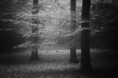 Op een mistige ochtend is deze foto gemaakt, vanaf statief met draadontspanner. Het geeft voor mij een soort spookbeeld weer, waarop ieder moment iemand vanachter de boom tevoorschijn kan komen.