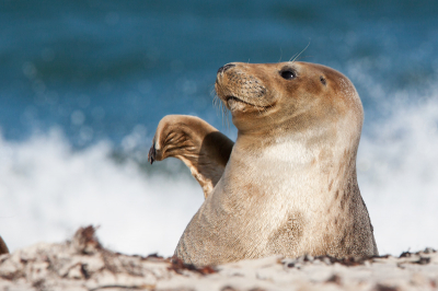 Ook ik kom jullie even gedag zeggen met een Grijze Zeehond. Spetterende foto's heb ik ook maar ik heb voor deze gekozen. Zeer vriendelijke dieren daar op Dune. Ze zwaaien zelfs naar je als je weer weg gaat.