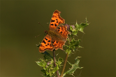 Bij het fotograferen van een paar putters zat ook deze vlinder in het zonnetje te snoepen van de distels.