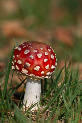 Van het weekend lekker even met vrouw en de kleine het bos in geweest waar ik deze zwam tegenkwam.