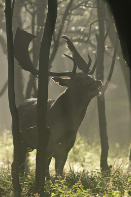 Om de verstoring te voorkomen beef ik een beetje aan de rand van het bos. Het valt dan niet mee om een damhert in het lek te fotograferen. Er staat altijd een boom in de weg. De mooie licht sfeer en de asem trok mijn aandacht.

Groet, Peter