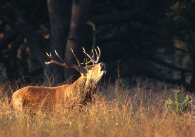 Dit hert staat ook op birdpeix, maar dan voor zonsopgang. Wilde deze toch ook wel lanceren, ondanks harde ochtendzonlicht. Heerlijk zo'n beest voor je neus, zeker als tie dan ook nog 1,5 blijft "plakken", inclusief een tijdje "zitten" in de heide....