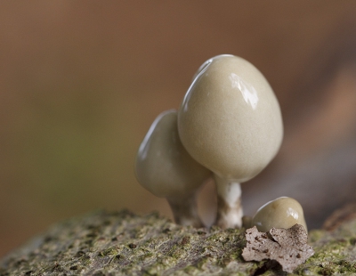 deze hebben we gemaakt tijdens een dagje fietsen op de hoge veluwe