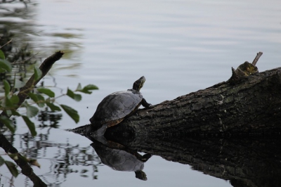 Op weg nr de duinen in Wassenaar, kwamen we deze schildpad tegen.