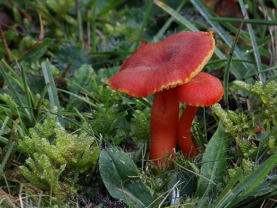 Omdat de verkeerde foto in het paddestoelenalbum belandde, hierbij de juiste foto.
Op een vochtige groene helling tussen het gras en de mosjes vond ik dit opvallend gekleurde stoeltje.