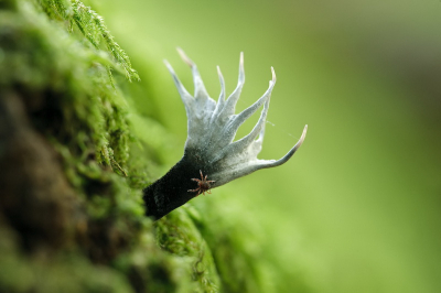 Altijd even zoeken naar een echt gewei, althans zo gelijkend mogelijk. Spinnetje kwam even op visite.