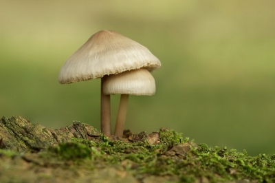 Onder moeders paraplu. Ook gewone soorten blijven de moeite waard als er een aparte groeivorm is waar te nemen.