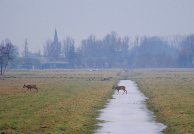 Afgelopen winter vroeg uit m'n bed gegaan om reeen te fotograferen. Een prachtige ochtend was het. Deze 2 reegeiten liepen over het ijs. Heel apart om te zien. Ik zag de reeen twijfelen. Springen of erover lopen? Ik vond dat een verstandig idee om erover te lopen. Zo kon ik de mooie momenten vastleggen. Ik heb het nog nooit op een andere foto gezien dat een ree over het ijs loopt. Gebeurt dat vaker? ps. De kerktoren op de achtergrond is van Ameide.