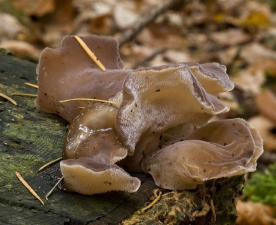 Deze zwam stond op een afgezaagde boomstam in een gemengd bos in de buurt van dennebomen