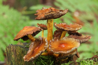 Deze paddestoelen waren duidelijk over het hoogtepunt heen. Geprobeerd de groene achtergrond van varens in de foto te betrekken. 

Ben niet helemaal zeker van determinatie, deze kwam er in mijn boekje het dichtste bij.