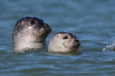 Mijn duit in het Helgoland zakje. Wat een geweldig weekend hebben we daar gehad! Dit keer een gewone Zeehond. Deze kwamen heel nieuwsgierig kijken naar de mensen die op het strand zaten (wij dus).