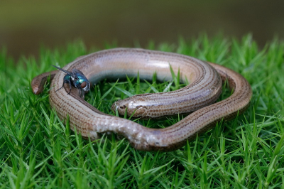 Op weg naar mijn boshutje trof ik deze aangepikte Hazelworm. Waarschijnlijk heeft zich een Gaai of Lijsterachtige vergist in de grootte. Het leek waarschijnlijk voor hen op een hele grote pier.