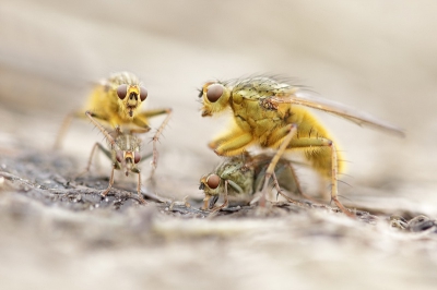 Op een rotte plek in een berm waar rollen maaigras hadden gelegen, verzamelden zich honderden paartjes Strontvliegen voor een laatste paring. Nieuw leven in de maak midden in de herfst.